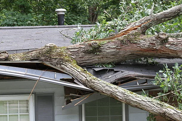 Tree Damage